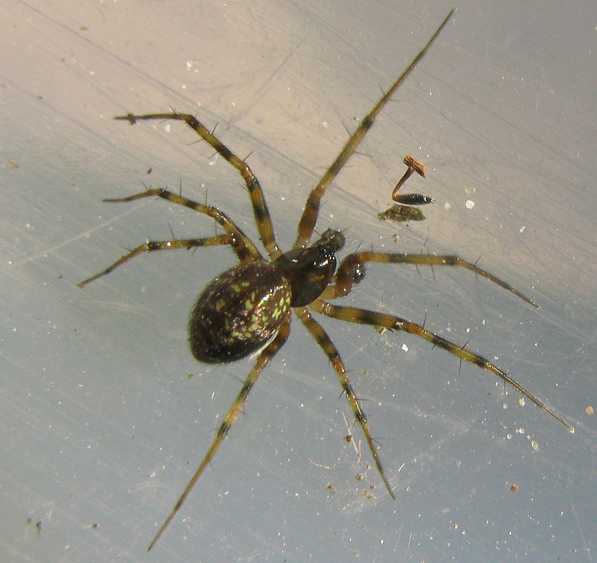 Lepthyphantes (minutus) Mâle